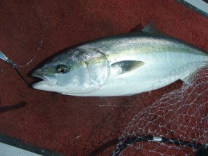 遊漁船(ジギング,キャスティング,タイラバ,ルアー,フィッシングボート)優 遊漁船(ジギング,キャスティング,タイラバ,ルアー,フィッシングボート)優