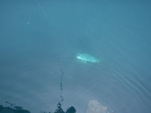 遊漁船(ジギング,キャスティング,タイラバ,ルアー,フィッシングボート)優 遊漁船(ジギング,キャスティング,タイラバ,ルアー,フィッシングボート)優