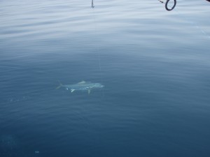 遊漁船(ジギング,キャスティング,タイラバ,ルアー,フィッシングボート)優 遊漁船(ジギング,キャスティング,タイラバ,ルアー,フィッシングボート)優