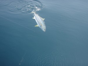 遊漁船(ジギング,キャスティング,タイラバ,ルアー,フィッシングボート)優 遊漁船(ジギング,キャスティング,タイラバ,ルアー,フィッシングボート)優