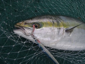 遊漁船（ジギング，キャスティング，タイラバ，ルアー，フィッシングボート）優