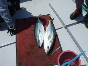 遊漁船(ジギング,キャスティング,タイラバ,ルアー,フィッシングボート)優 遊漁船(ジギング,キャスティング,タイラバ,ルアー,フィッシングボート)優