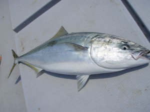 遊漁船(ジギング,キャスティング,タイラバ,ルアー,フィッシングボート)優 遊漁船(ジギング,キャスティング,タイラバ,ルアー,フィッシングボート)優