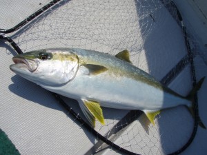 遊漁船(ジギング,キャスティング,タイラバ,ルアー,フィッシングボート)優 遊漁船(ジギング,キャスティング,タイラバ,ルアー,フィッシングボート)優