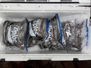 LINE_ALBUM_20240813_240813_4