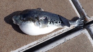 変換 ~ PC120164 - コピー