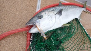 変換 ～ P3020226 - コピー