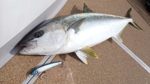 変換 ～ P3010129 - コピー - コピー