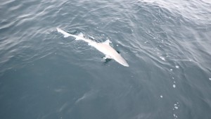 変換 ～ P2280010 - コピー